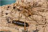 IMG 0367 Harvestman Beetle
