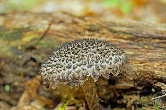 Mushroom