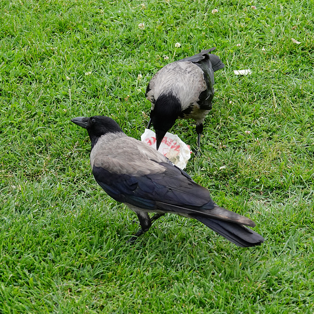 Hooded crows