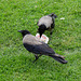 Hooded crows