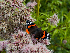 Red Admiral Butterfly