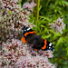 Red Admiral Butterfly