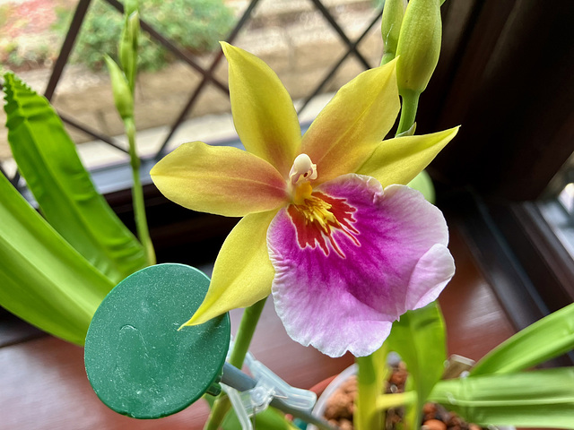 Close up of Miltonia Sunset Flower