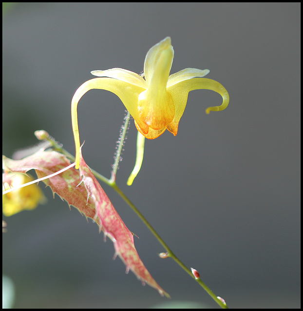 Epimedium 'Amber Queen'