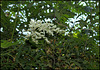 Sorbaria sorbifolia (4)