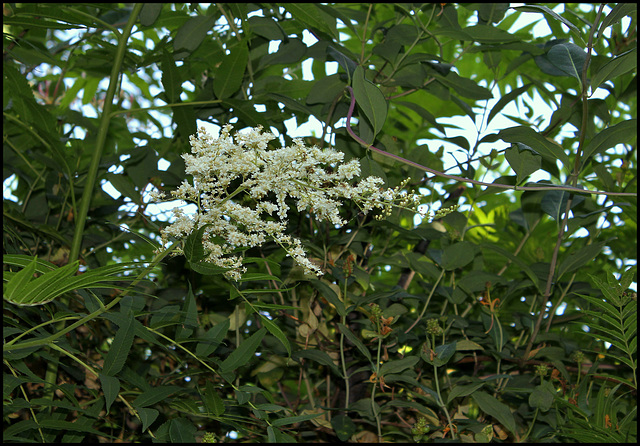 Sorbaria sorbifolia (4)