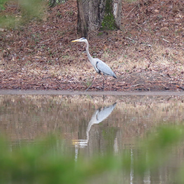 Great blue heron