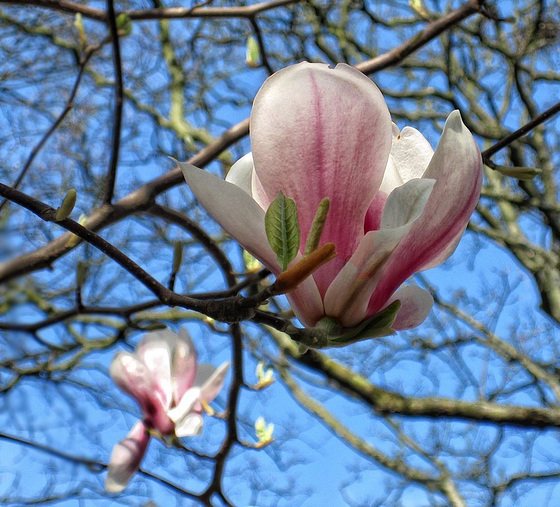 Le réveil du printemps.