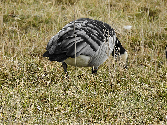 20180403 3434CPw [D~AUR] Weißwangengans (Branta leucopsis), Leybucht, Greetsiel