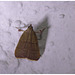 Moth IMG_2570