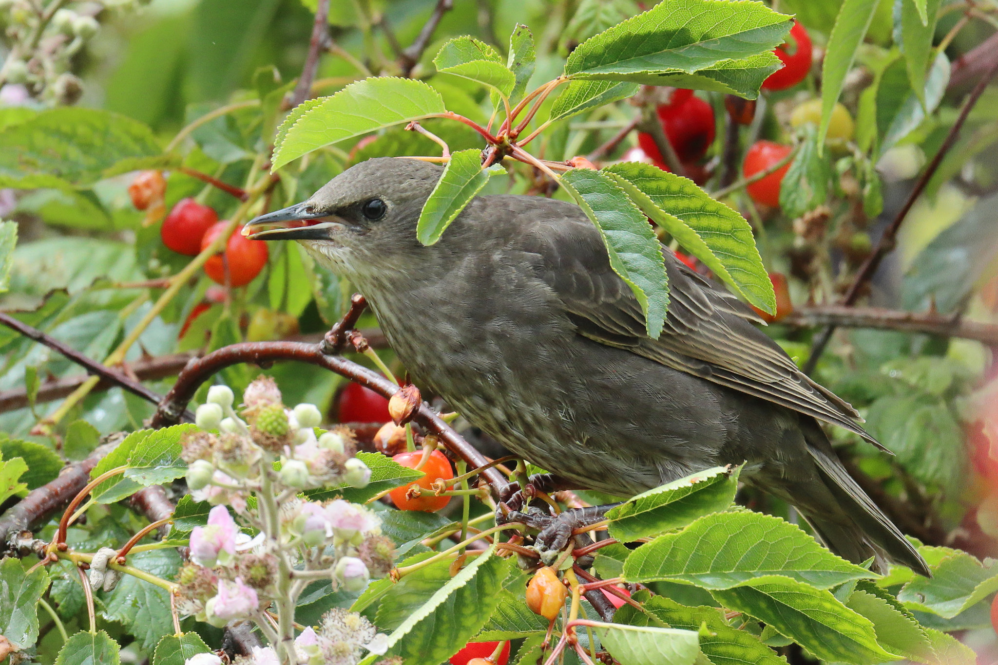 EOS 90D Peter Harriman 14 06 52 32688 starling1 dpp
