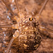 IMG 1644 Harvestmanv2