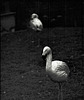 Tiergarten Straubing, Film