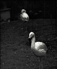 Tiergarten Straubing, Film