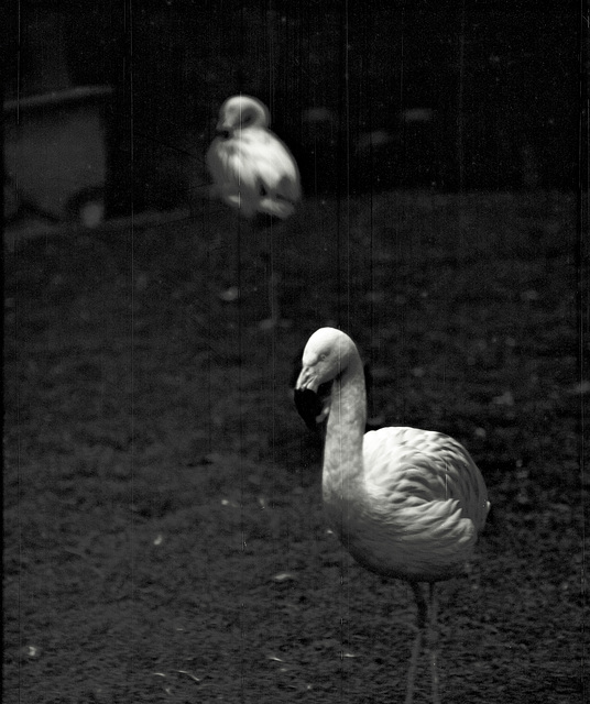 Tiergarten Straubing, Film