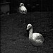 Tiergarten Straubing, Film