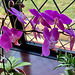 Moth Orchid in Flower July 2025