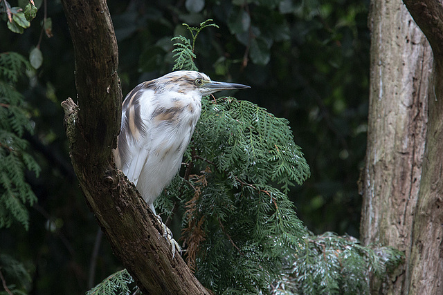 20140926 5465VRAw [D~SFA] Reiher, Vogelpark, Walsrode