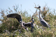 20150518 7939VRTw [R~F] Graureiher (Ardea cinerea), Parc Ornithologique, Camargue