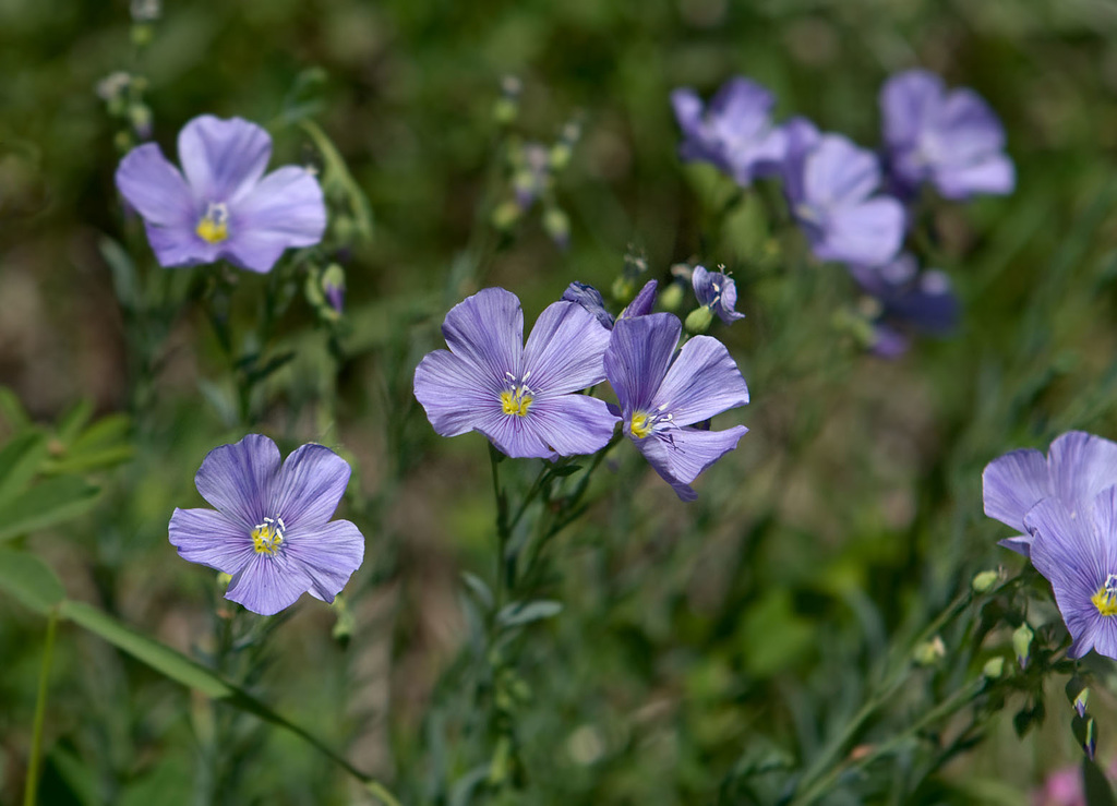 Wild Blue Flax