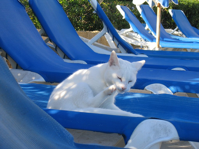 "Funny how those humans disappear when the sun goes down; I suppose they will turn up in the bar later." Marsaskala