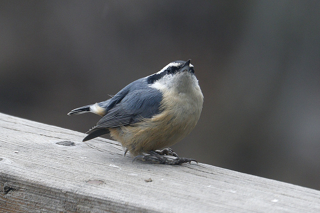 Red-breasted Nuthatch