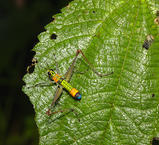 Grasshopper IMG_2574