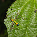 Grasshopper IMG_2574