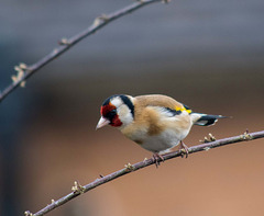 Goldfinch (1)