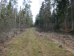 auf dem Weg durch den Zukunftswald