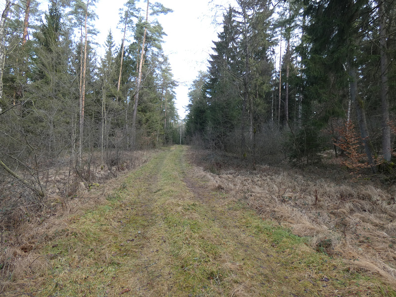 auf dem Weg durch den Zukunftswald