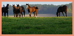 April horses
