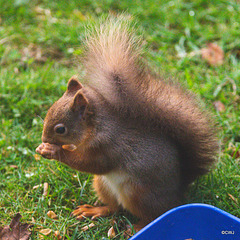 Red Squirrel