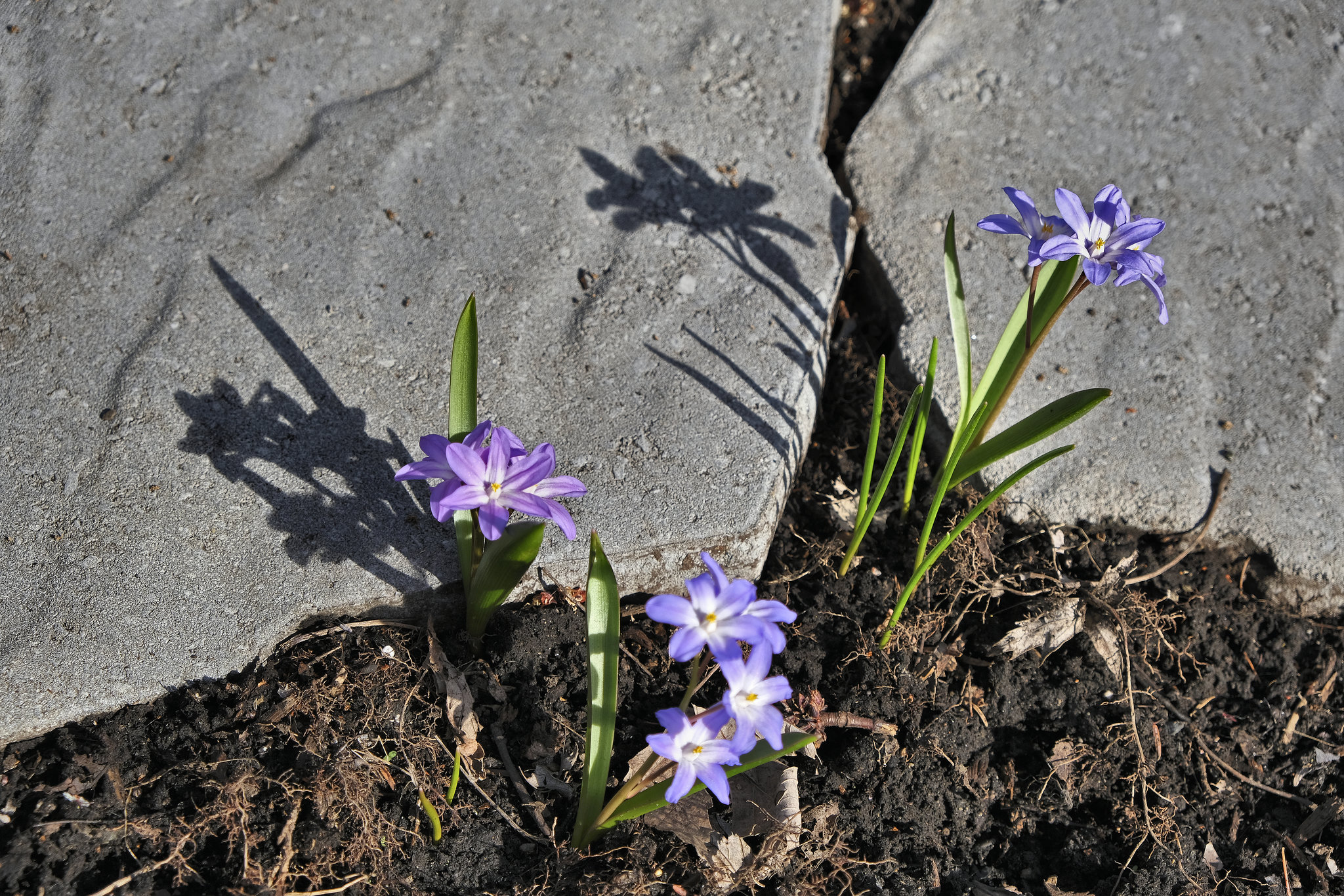 Spring Has Sprung  #1 – Outremont Borough, Montréal, Québec, Canada