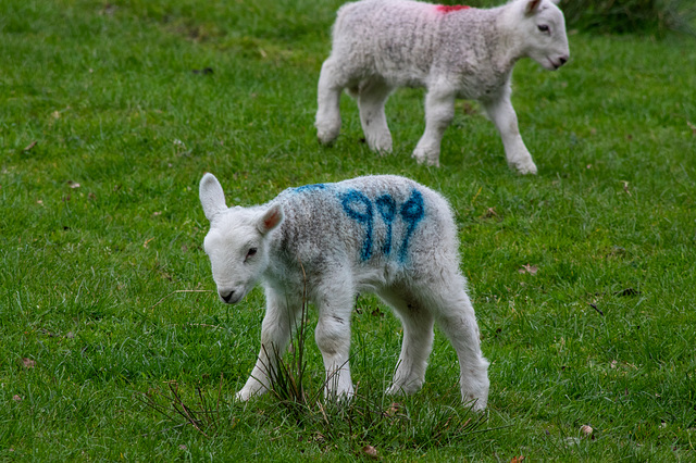 Lamb 999