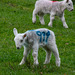 Lamb 999