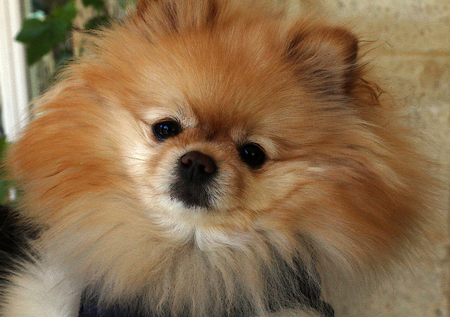 Chien lion menaçant , j'ai eu vraiment les chocottes qu'il m'agresse . . . Chien lion menaçant , j'ai eu vraiment les chocottes qu'il m'agresse . . .