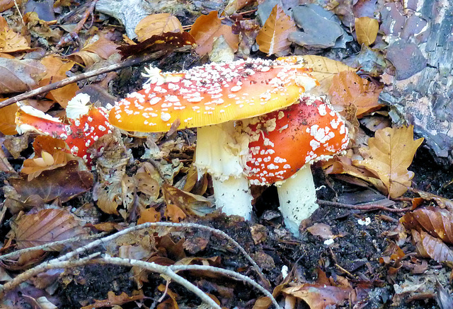 Amanite tue-mouche (très toxique)