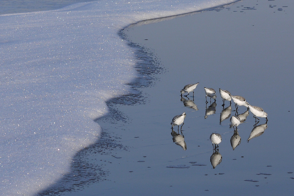 Sanderlings