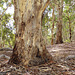 Blue Gum Woodland, Belair NP