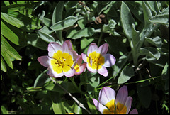 Tulipa bakeri (1)