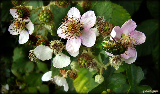 Brombeerblüten