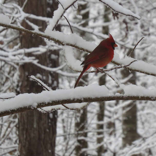 Northern cardinal