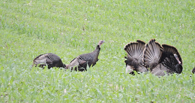 Turkeys