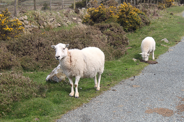 Mountain Inhabitants