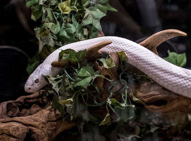 Albino rattle snake