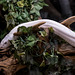 Albino rattle snake