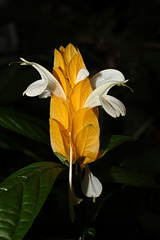 pachystachys lutea