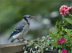 Bluejay being insectivorous