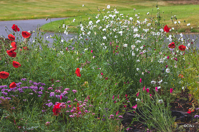 Summer Flowers Summer Flowers